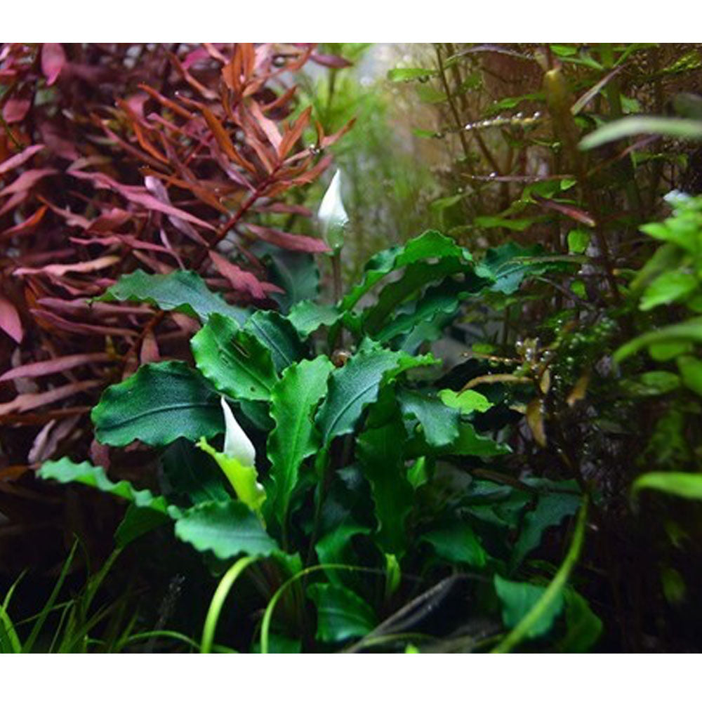 Bucephalandra pygmaea 'Bukit Kelam' " Wavy Green" potted 139 | Potted Plants | Largest Tropical Fish Selection at Your Local Fish Store