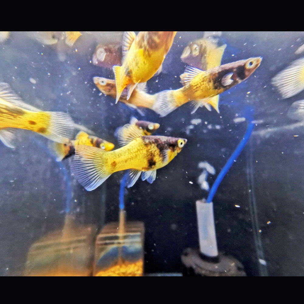 Bumble Bee Platy 2.5cm | Livebearers | Largest Tropical Fish Selection at Your Local Fish Store