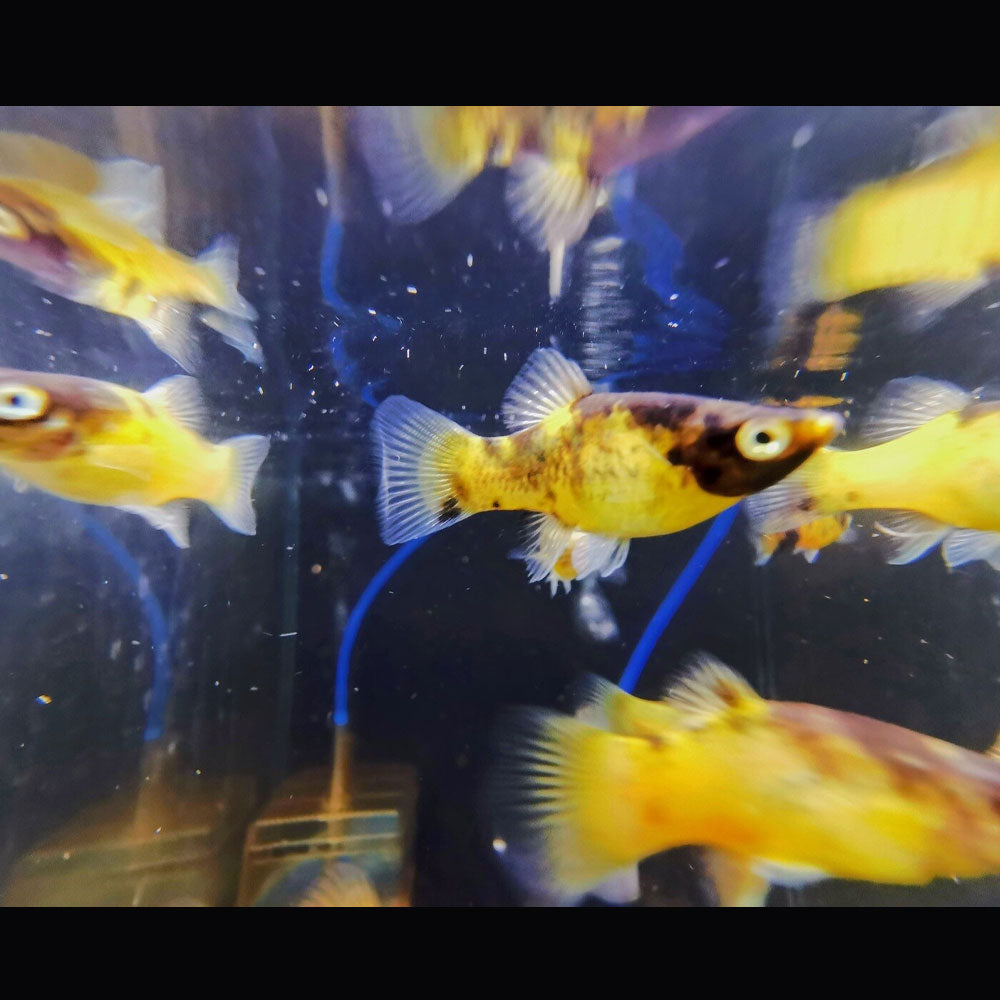 Bumble Bee Platy 2.5cm | Livebearers | Largest Tropical Fish Selection at Your Local Fish Store