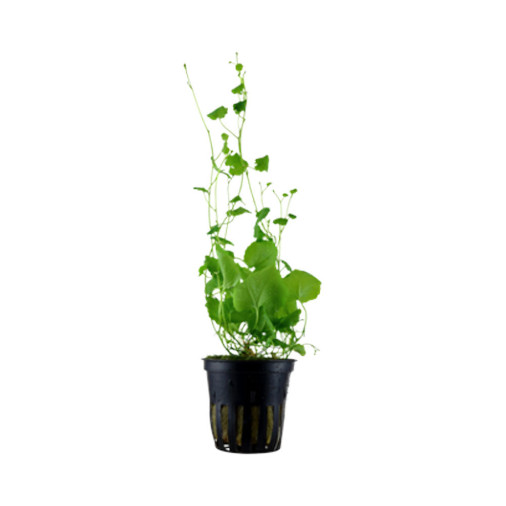 Cardamine lyrata potted 024 | Potted Plants | Largest Tropical Fish Selection at Your Local Fish Store