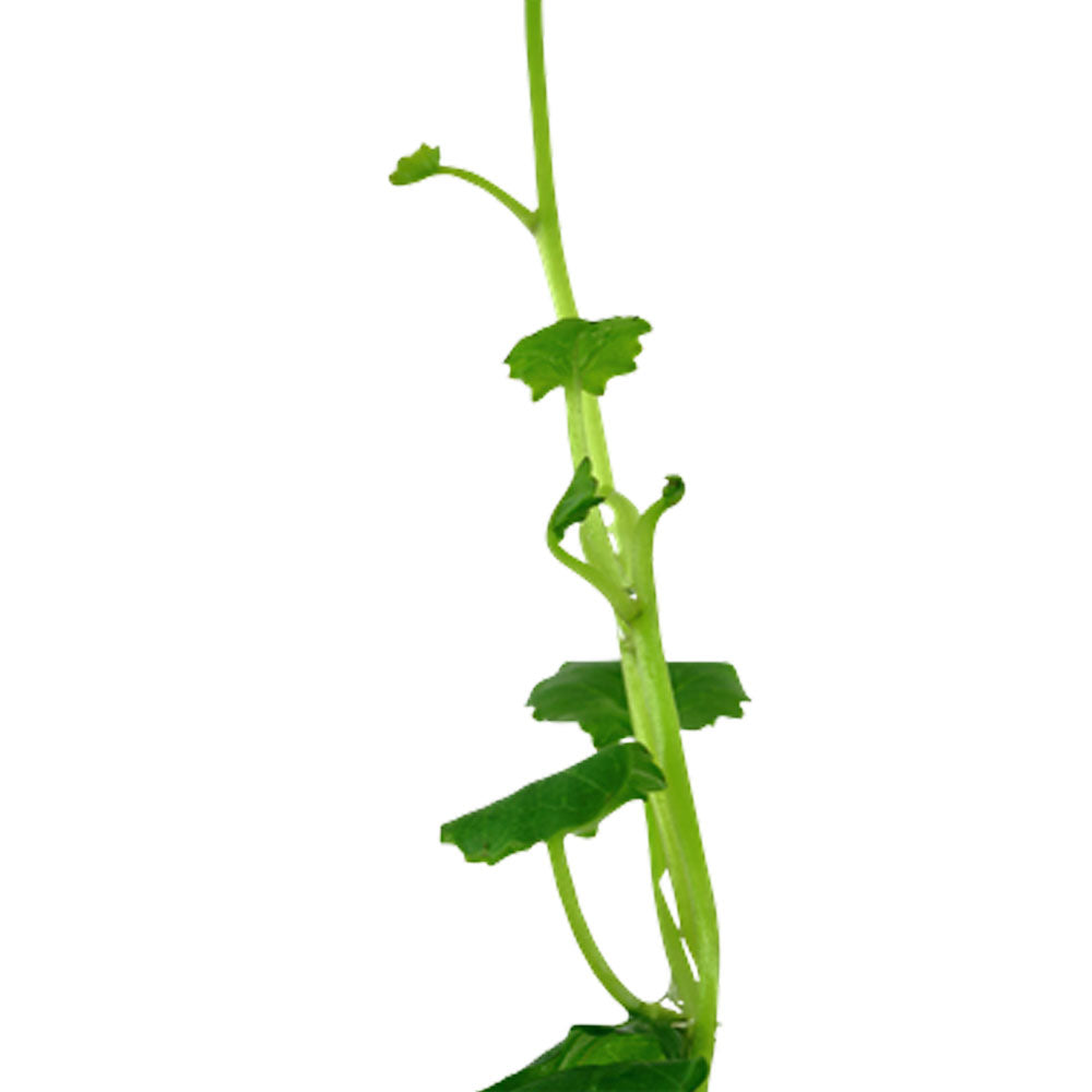 Cardamine lyrata potted 024 | Potted Plants | Largest Tropical Fish Selection at Your Local Fish Store