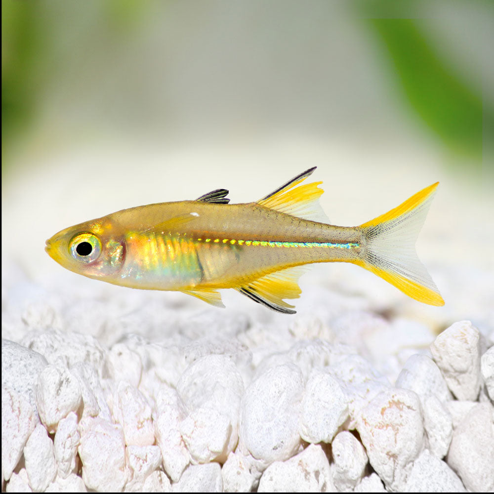 Celebes Rainbow (Marosatherina ladigesi) | Rainbowfish Killifish & Danios | Largest Tropical Fish Selection at Your Local Fish Store