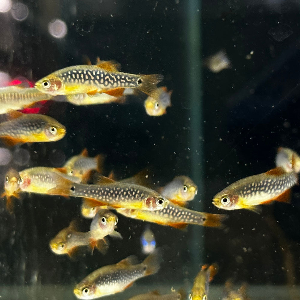 Celestial Pearl Danio -X- Emerald Dwarf Rasbora Hybrid 2cm | Tetras Rasboras & Pencilfish | Largest Tropical Fish Selection at Your Local Fish Store