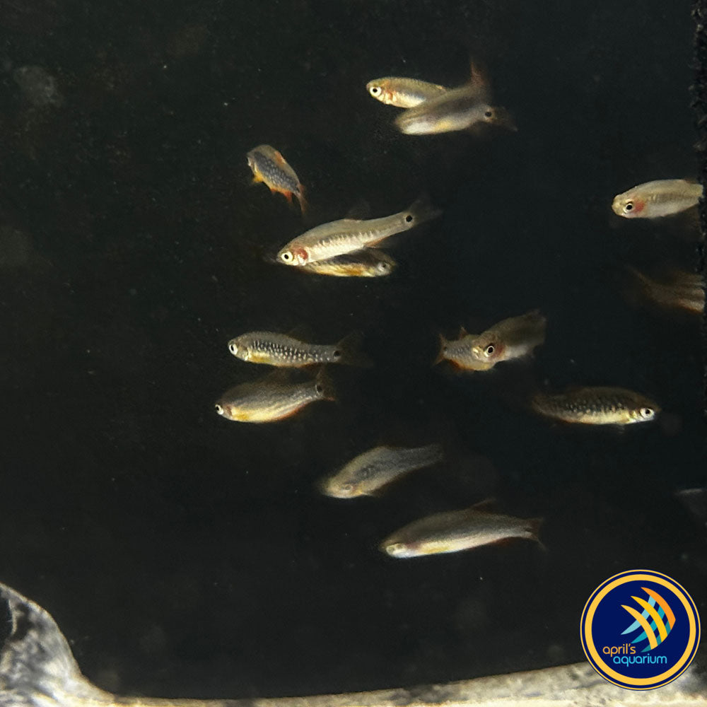 Celestial Pearl Danio -X- Emerald Dwarf Rasbora Hybrid 2cm | Tetras Rasboras & Pencilfish | Largest Tropical Fish Selection at Your Local Fish Store