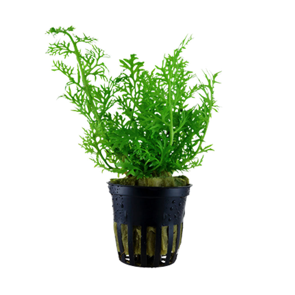 Ceratopteris thalictroides potted 005A | Potted Plants | Largest Tropical Fish Selection at Your Local Fish Store