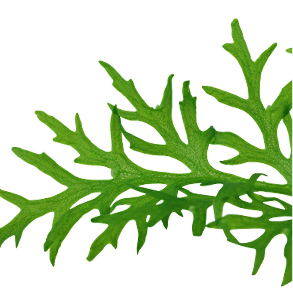 Ceratopteris thalictroides potted 005A | Potted Plants | Largest Tropical Fish Selection at Your Local Fish Store