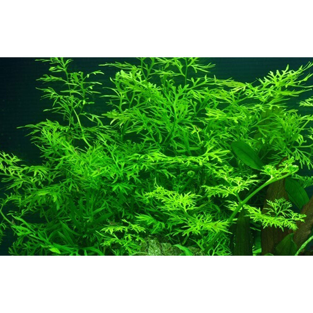 Ceratopteris thalictroides potted 005A | Potted Plants | Largest Tropical Fish Selection at Your Local Fish Store