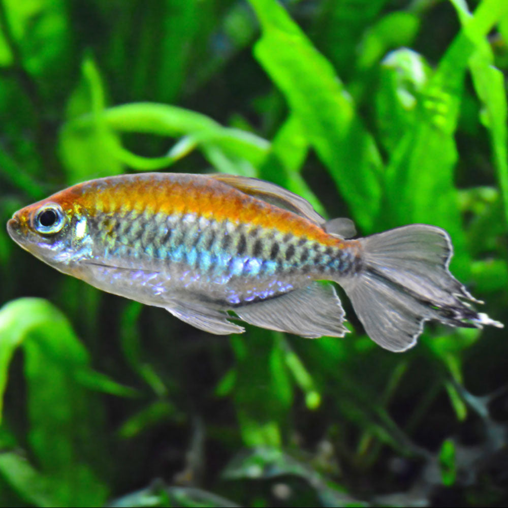Congo Tetra (Phenacogrammus interruptus) 4cm+ | Tetras Rasboras & Pencilfish | Largest Tropical Fish Selection at Your Local Fish Store