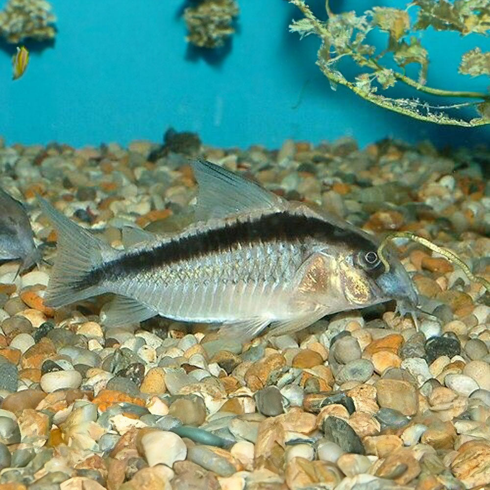 Corydoras Arcuatus (Skunk / Bandit) 3-4cm | Catfish Loaches & Plecos | Largest Tropical Fish Selection at Your Local Fish Store