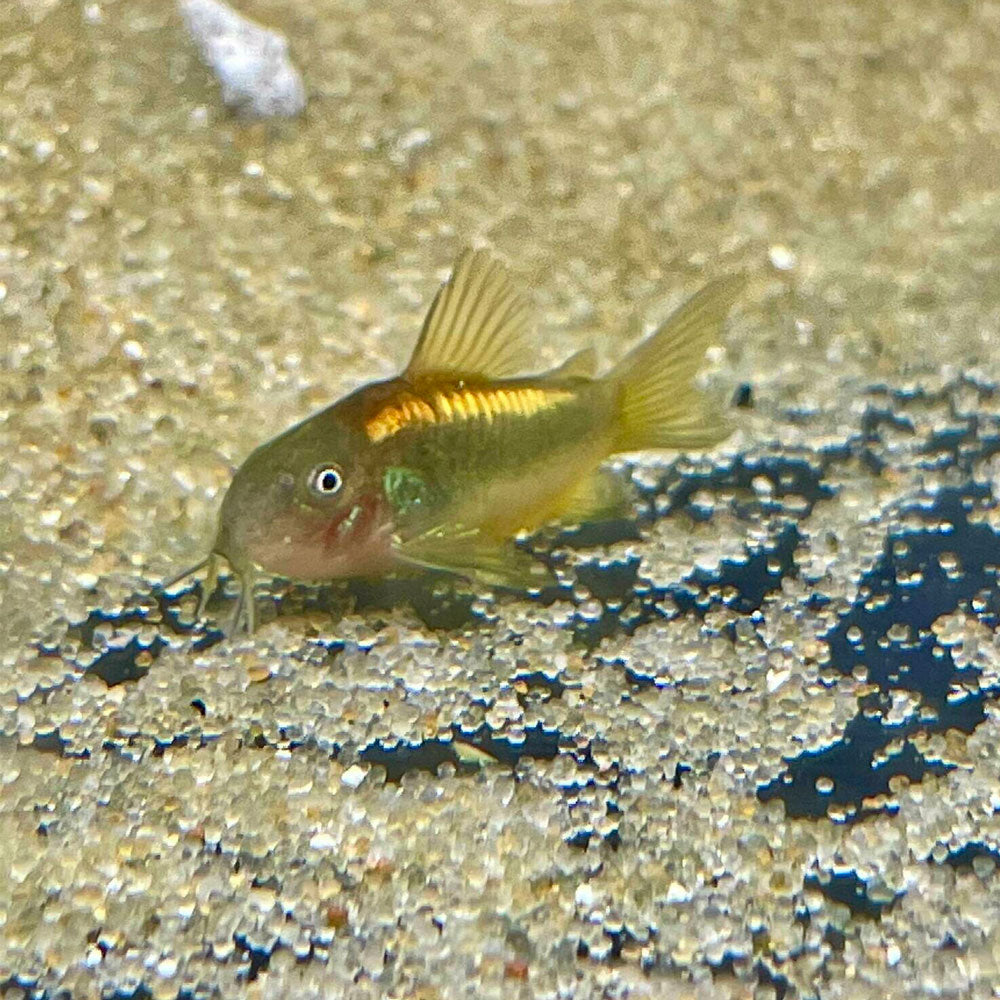 Gold Laser Corydoras CW010 - 3cm | Catfish Loaches & Plecos | Largest Tropical Fish Selection at Your Local Fish Store