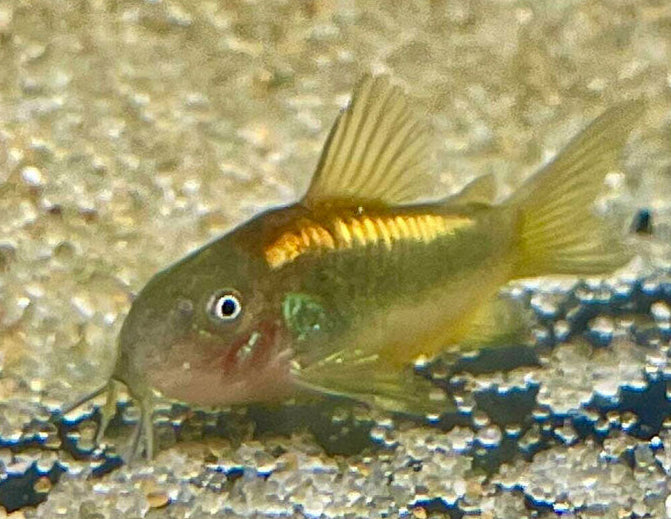 Gold Laser Corydoras CW010 - 3cm | Catfish Loaches & Plecos | Largest Tropical Fish Selection at Your Local Fish Store