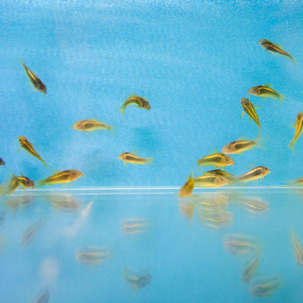 Gold Laser Corydoras CW010 - 3cm | Catfish Loaches & Plecos | Largest Tropical Fish Selection at Your Local Fish Store