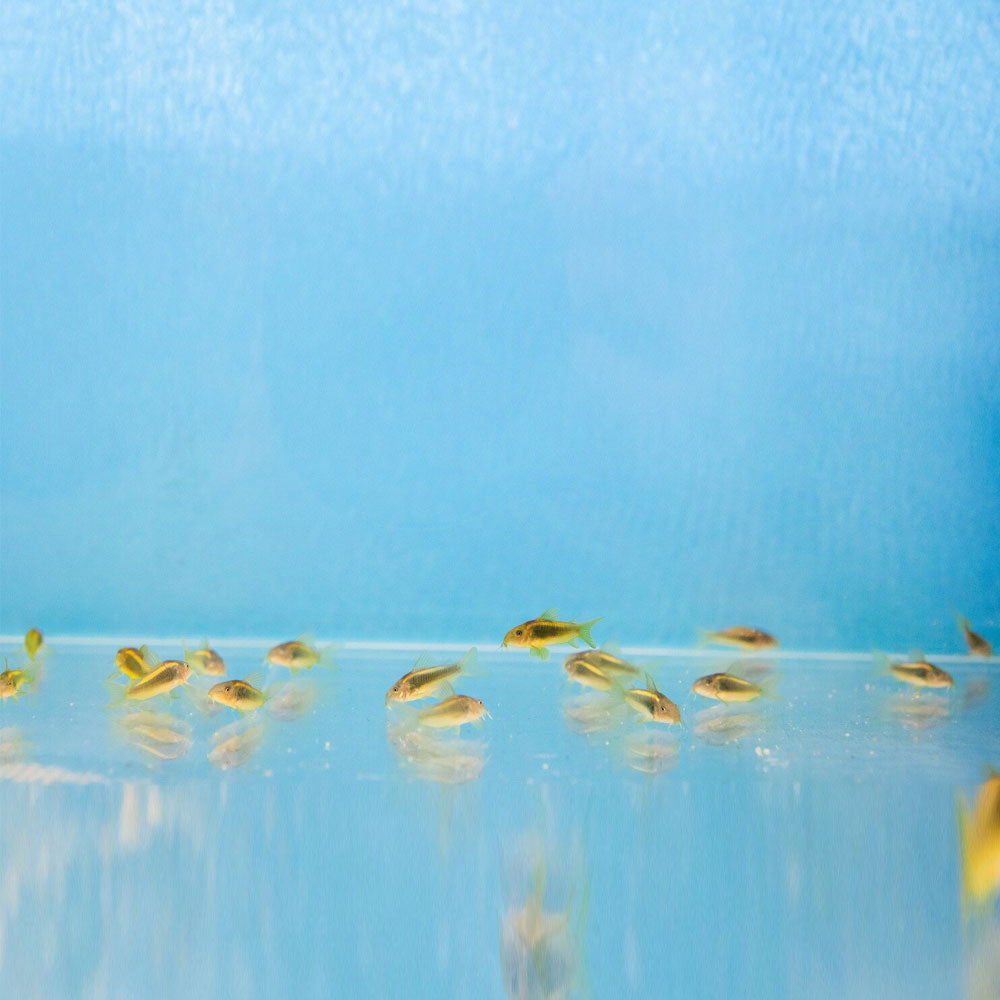 Gold Laser Corydoras CW010 - 3cm | Catfish Loaches & Plecos | Largest Tropical Fish Selection at Your Local Fish Store