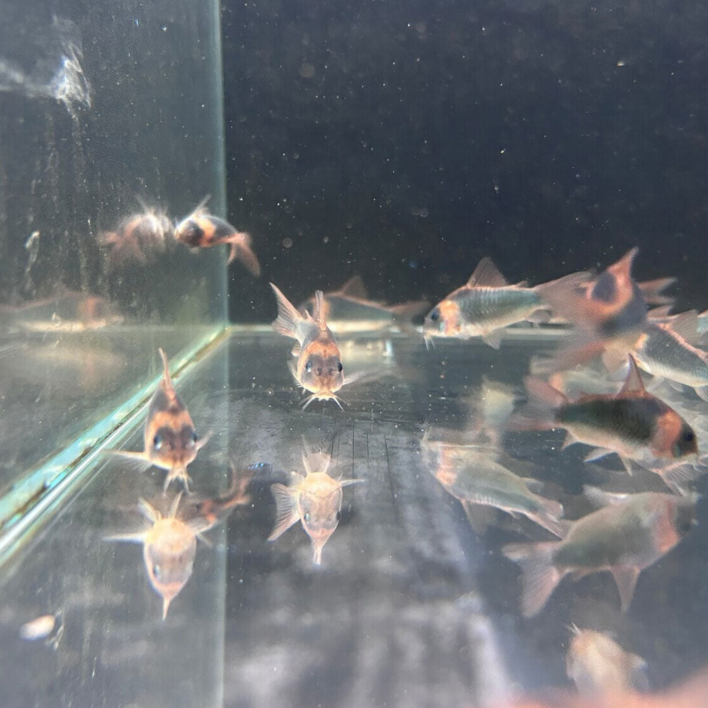 Corydoras Eques Real Wild XLarge Aquarium Glaser Your Local Fish Store