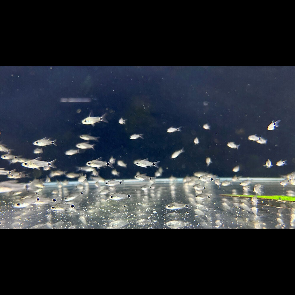 Corydoras Hastatus (Tail Spot) Med-Large Aquarium Glaser | Catfish Loaches & Plecos | Largest Tropical Fish Selection at Your Local Fish Store