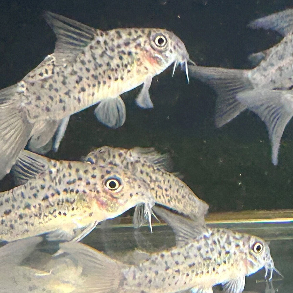 Corydoras Loretoensis | Catfish Loaches & Plecos | Largest Tropical Fish Selection at Your Local Fish Store