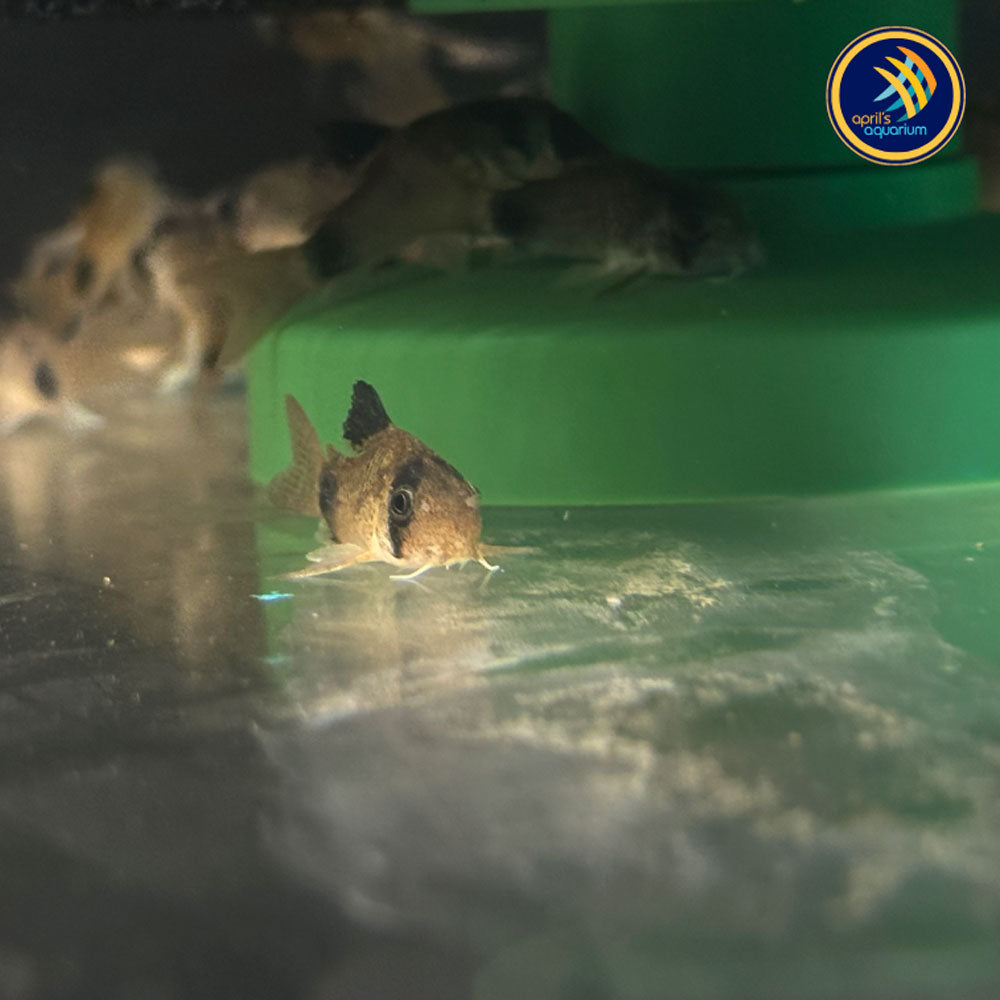 Corydoras Panda (Corydoras panda) | Catfish Loaches & Plecos | Largest Tropical Fish Selection at Your Local Fish Store
