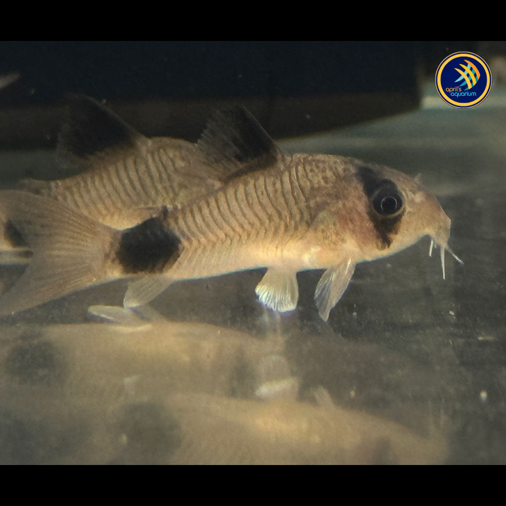 Corydoras Panda (Corydoras panda) | Catfish Loaches & Plecos | Largest Tropical Fish Selection at Your Local Fish Store