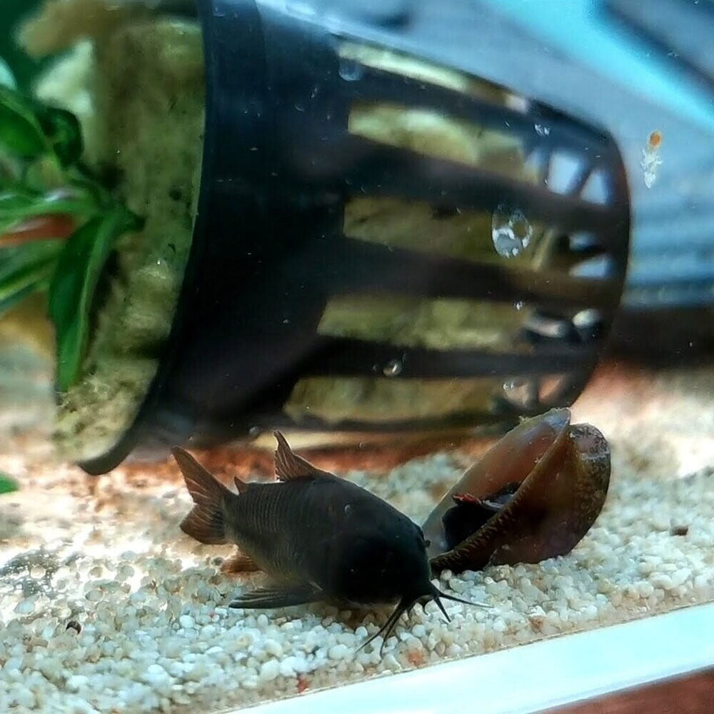 Black Venezuelan Corydora (Corydoras schultzei) | Catfish Loaches & Plecos | Largest Tropical Fish Selection at Your Local Fish Store