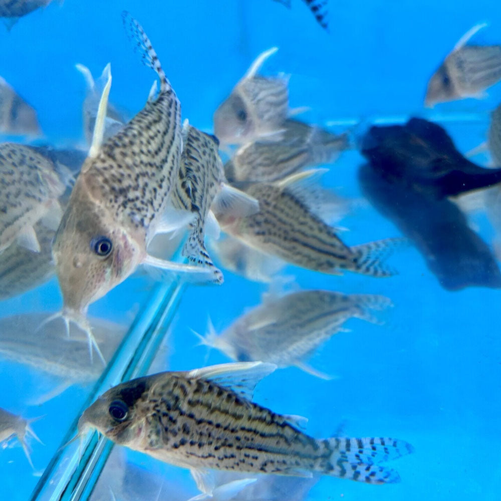 Corydoras Schwartzi Large / XL Aquarium Glaser | Catfish Loaches & Plecos | Largest Tropical Fish Selection at Your Local Fish Store