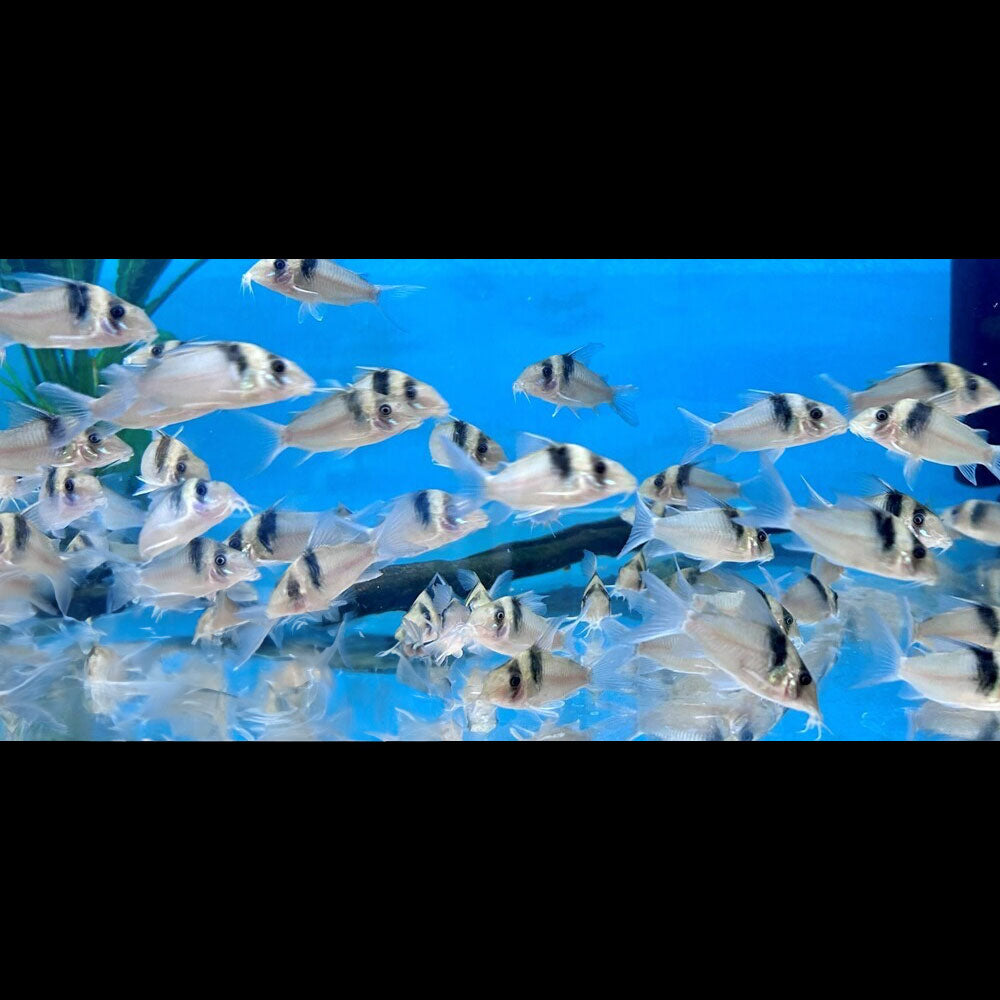 Corydoras virginiae "Miguelito Cory" | Catfish Loaches & Plecos | Largest Tropical Fish Selection at Your Local Fish Store