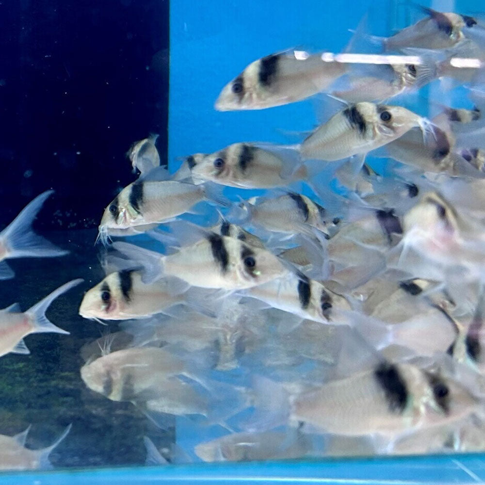 Corydoras virginiae "Miguelito Cory" | Catfish Loaches & Plecos | Largest Tropical Fish Selection at Your Local Fish Store