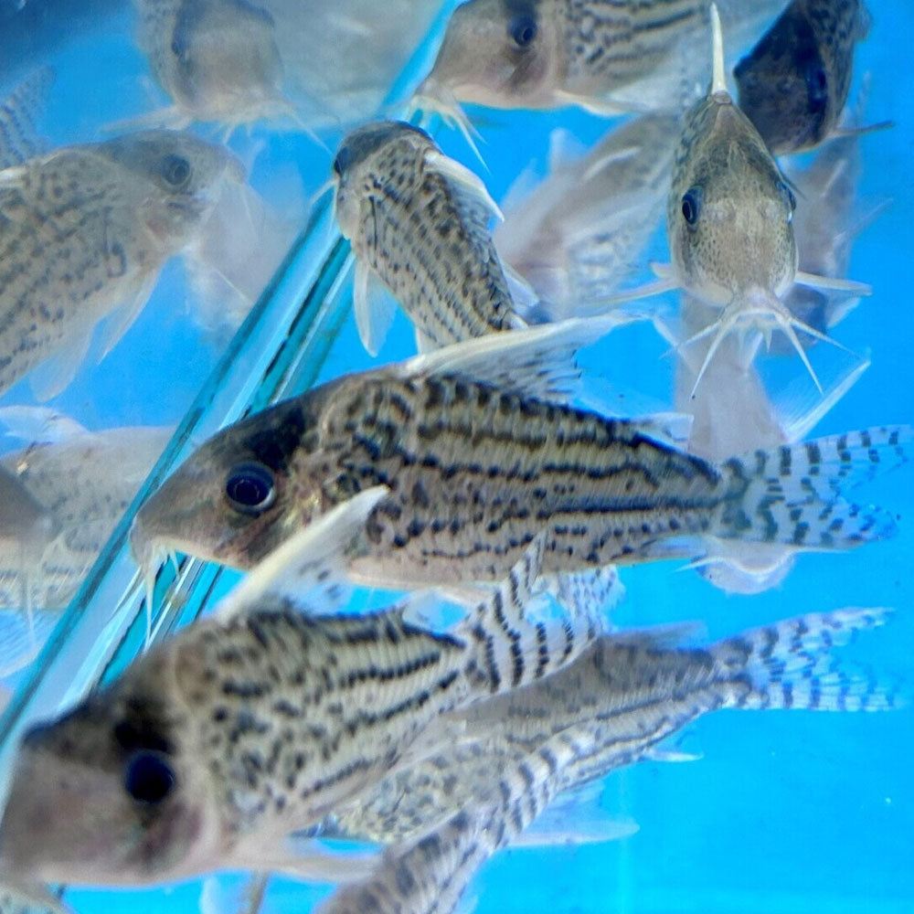 Corydoras Schwartzi Large / XL Aquarium Glaser | Catfish Loaches & Plecos | Largest Tropical Fish Selection at Your Local Fish Store