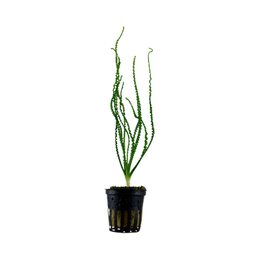 Crinum calamistratum potted 094A | Potted Plants | Largest Tropical Fish Selection at Your Local Fish Store
