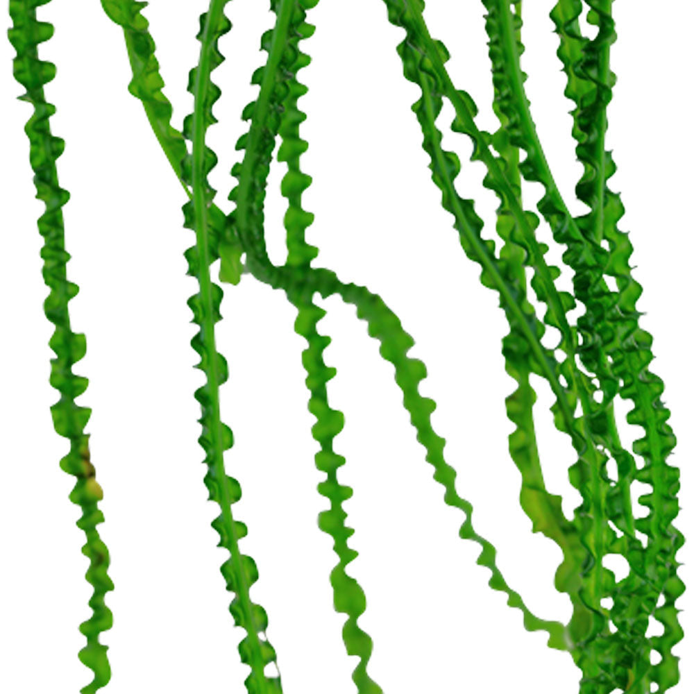 Crinum calamistratum potted 094A | Potted Plants | Largest Tropical Fish Selection at Your Local Fish Store