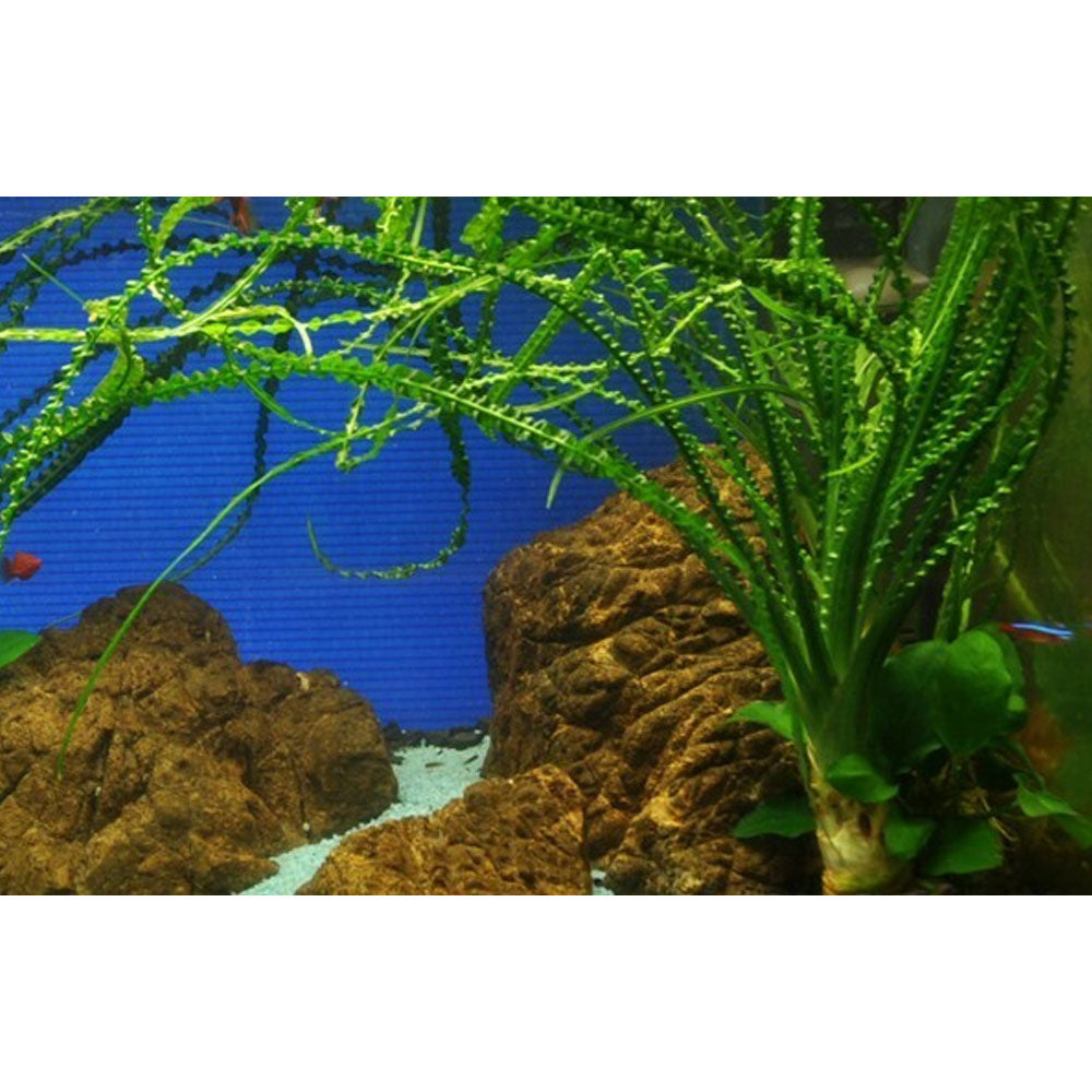 Crinum calamistratum potted 094A | Potted Plants | Largest Tropical Fish Selection at Your Local Fish Store