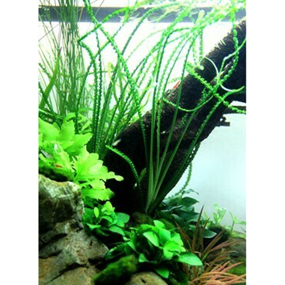 Crinum calamistratum potted 094A | Potted Plants | Largest Tropical Fish Selection at Your Local Fish Store