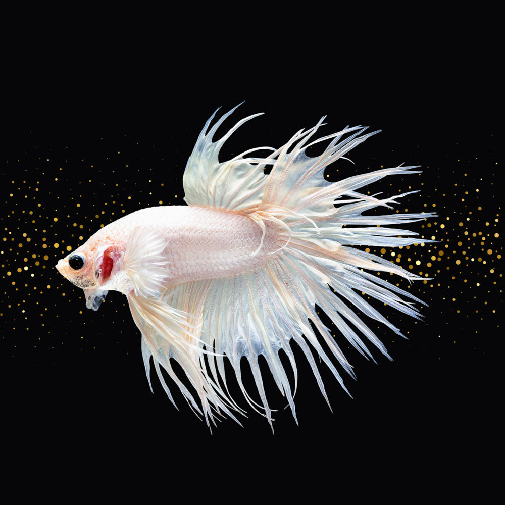 Crowntail Betta (Betta splendens) | Bettas | Largest Tropical Fish Selection at Your Local Fish Store