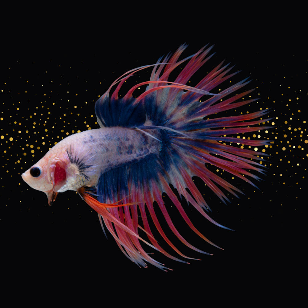 Crowntail Betta (Betta splendens) | Bettas | Largest Tropical Fish Selection at Your Local Fish Store