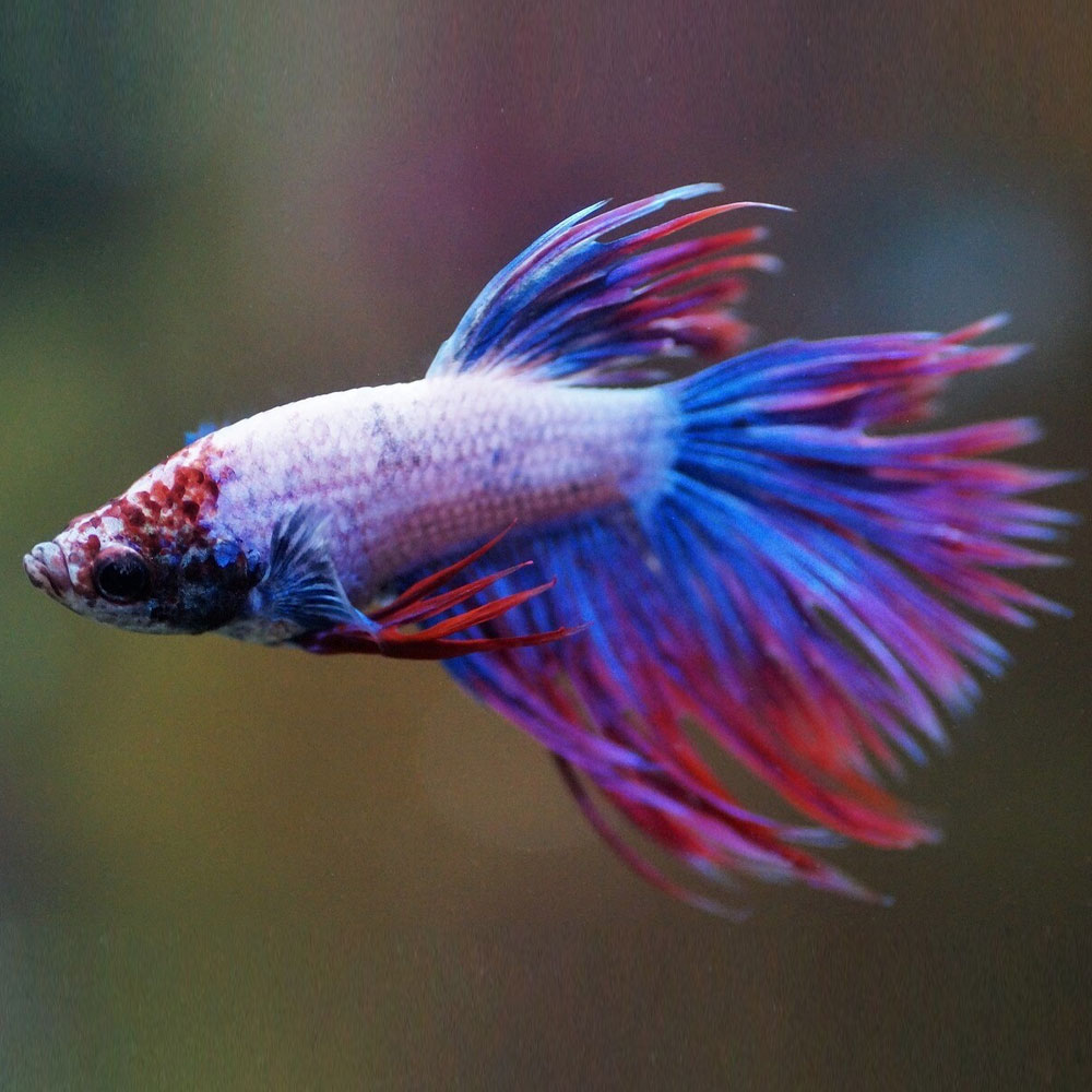 Crowntail Betta (Betta splendens) | Bettas | Largest Tropical Fish Selection at Your Local Fish Store