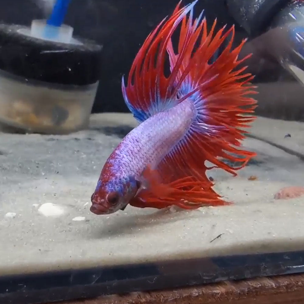 Crowntail Betta (Betta splendens) | Bettas | Largest Tropical Fish Selection at Your Local Fish Store