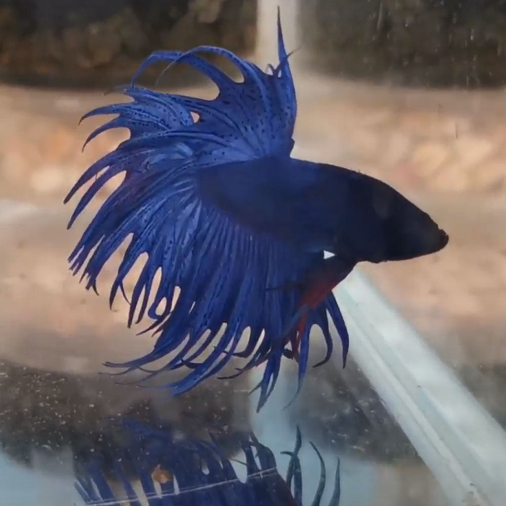Crowntail Betta (Betta splendens) | Bettas | Largest Tropical Fish Selection at Your Local Fish Store