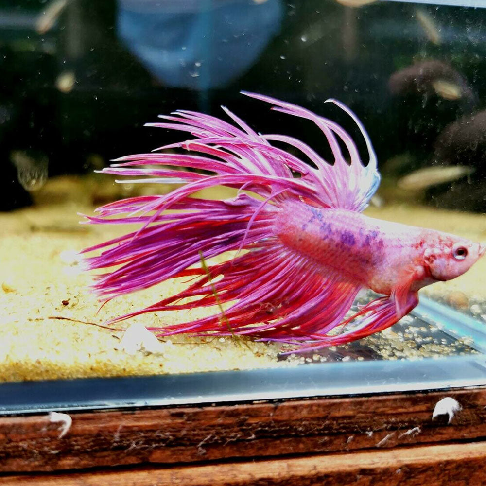 Crowntail Betta (Betta splendens) | Bettas | Largest Tropical Fish Selection at Your Local Fish Store