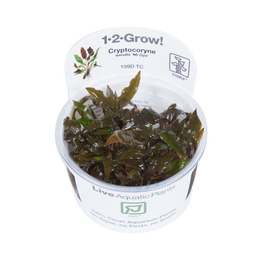 Cryptocoryne Wendtii ‘Mi Oya’ 1-2-Grow 109D TC | Tissue Cultures | Largest Tropical Fish Selection at Your Local Fish Store