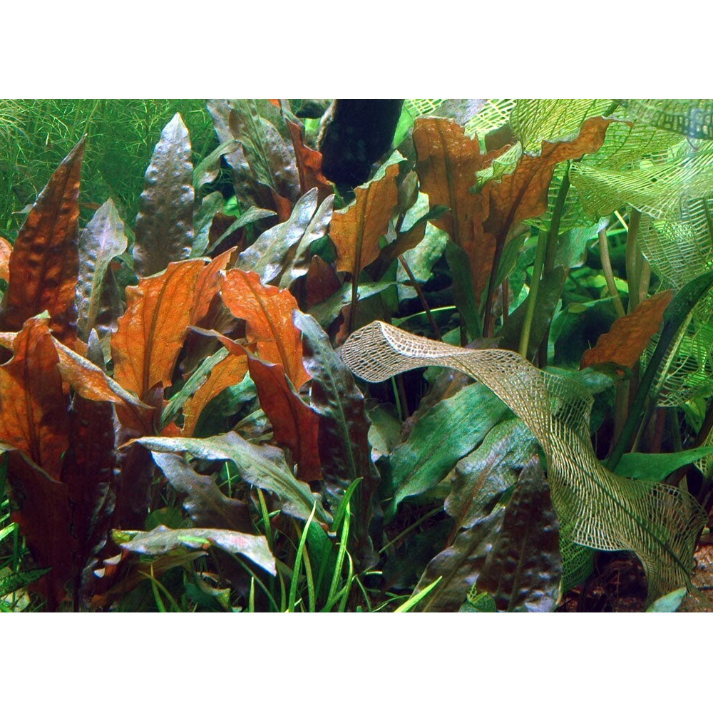 Cryptocoryne Wendtii ‘Mi Oya’ 1-2-Grow 109D TC | Tissue Cultures | Largest Tropical Fish Selection at Your Local Fish Store