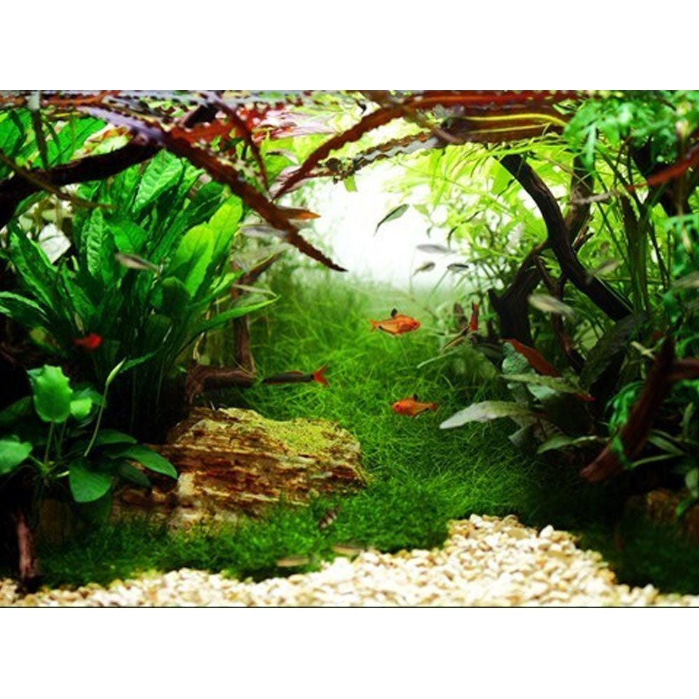Cryptocoryne Wendtii ‘Mi Oya’ 1-2-Grow 109D TC | Tissue Cultures | Largest Tropical Fish Selection at Your Local Fish Store