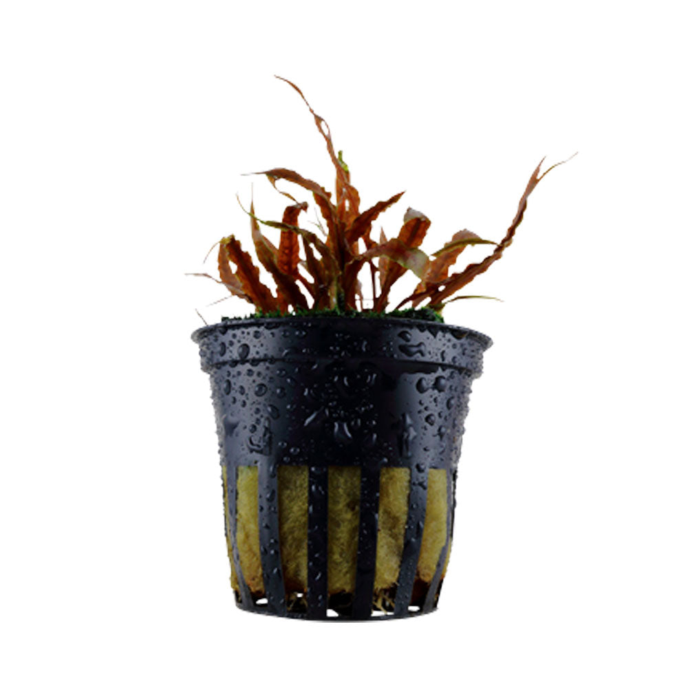 Cryptocoryne albida 'Brown' potted 126B | Potted Plants | Largest Tropical Fish Selection at Your Local Fish Store