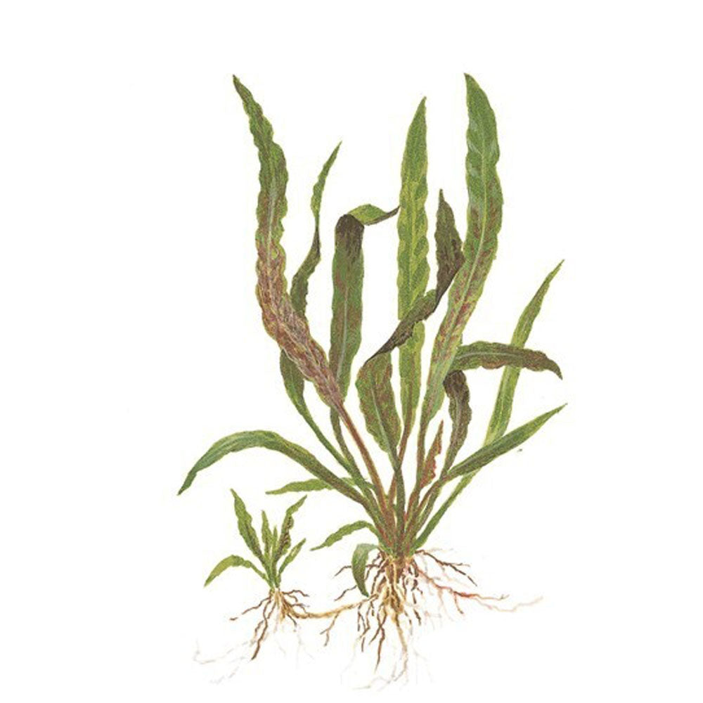 Cryptocoryne albida 'Brown' potted 126B | Potted Plants | Largest Tropical Fish Selection at Your Local Fish Store