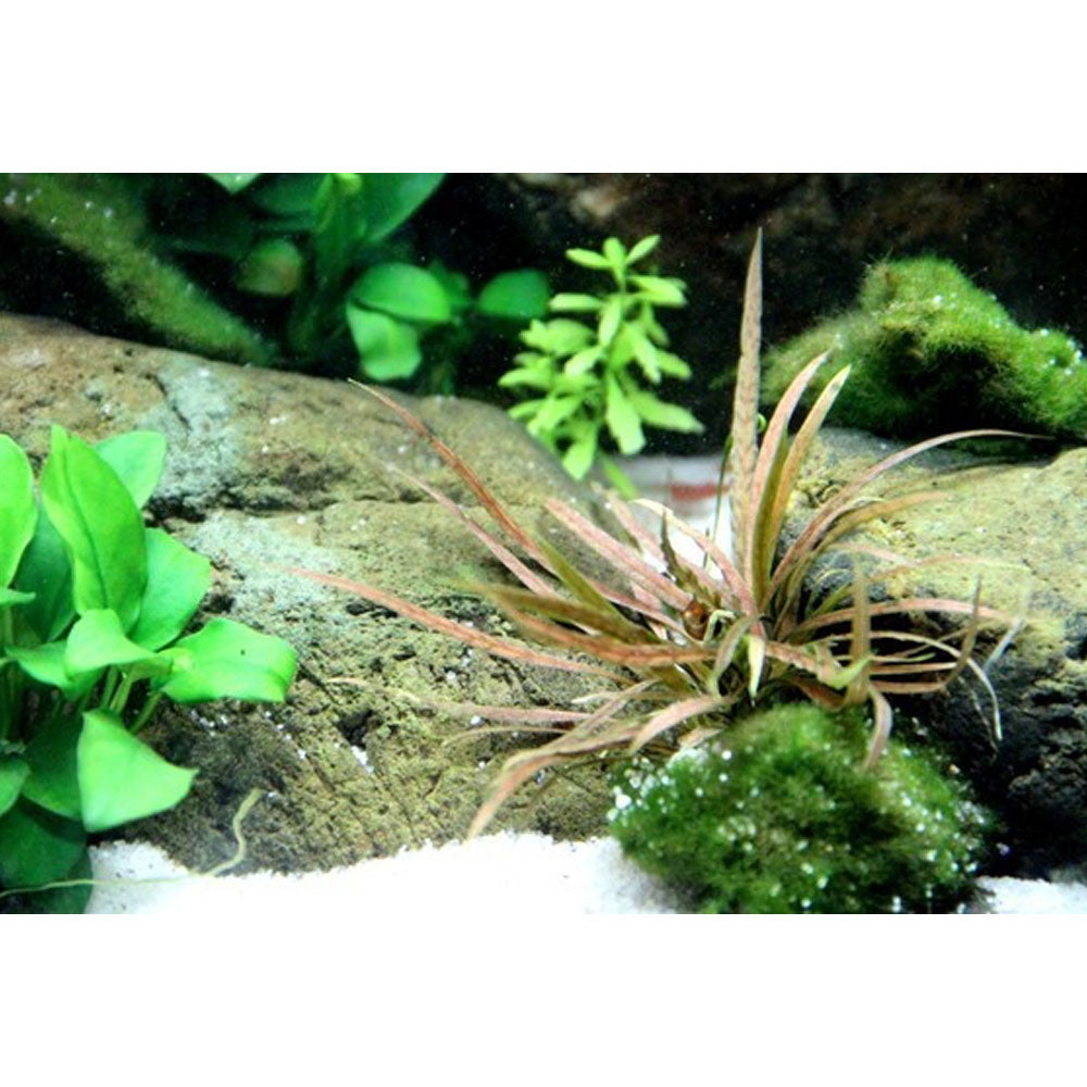 Cryptocoryne albida 'Brown' potted 126B | Potted Plants | Largest Tropical Fish Selection at Your Local Fish Store