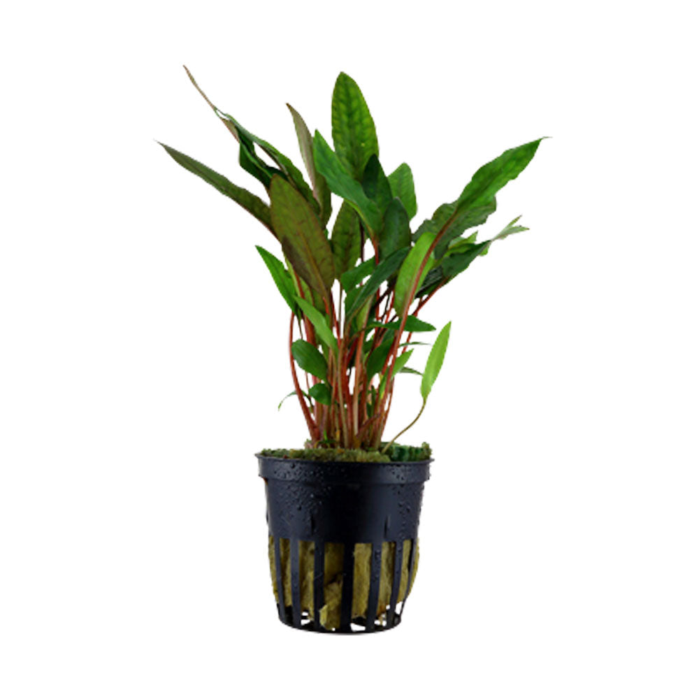 Cryptocoryne beckettii 'Petchii' potted 108A | Potted Plants | Largest Tropical Fish Selection at Your Local Fish Store