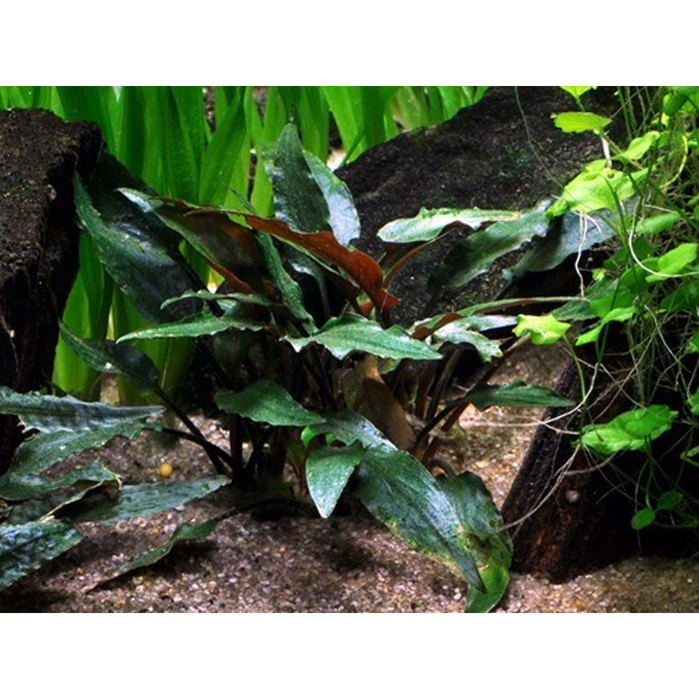 Cryptocoryne beckettii 'Petchii' potted 108A | Potted Plants | Largest Tropical Fish Selection at Your Local Fish Store
