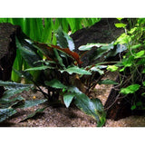 Cryptocoryne beckettii 'Petchii' potted 108A