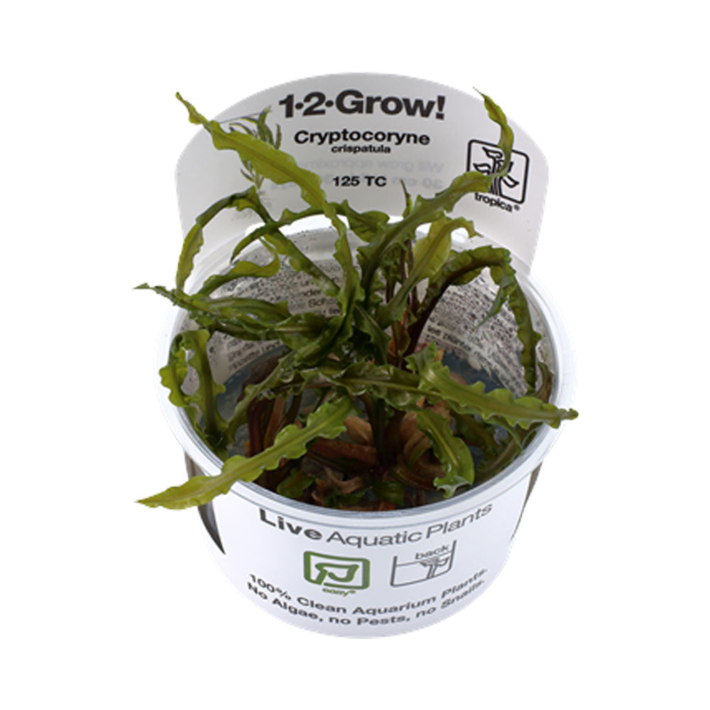 Cryptocoryne crispatula 1-2-Grow 125 TC | Tissue Cultures | Largest Tropical Fish Selection at Your Local Fish Store
