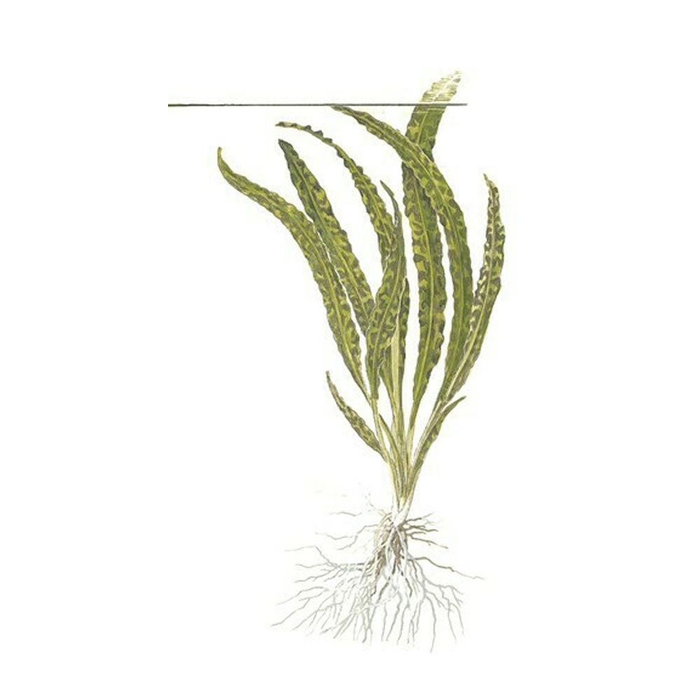 Cryptocoryne crispatula 1-2-Grow 125 TC | Tissue Cultures | Largest Tropical Fish Selection at Your Local Fish Store