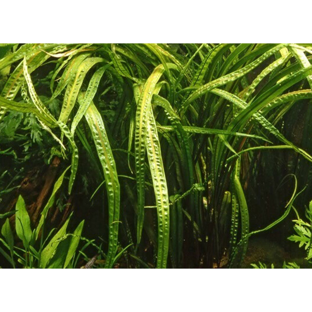 Cryptocoryne crispatula 1-2-Grow 125 TC | Tissue Cultures | Largest Tropical Fish Selection at Your Local Fish Store