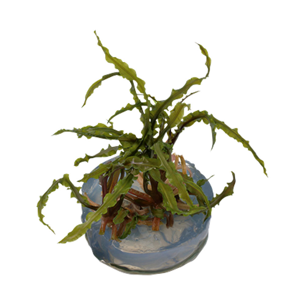 Cryptocoryne nurii 126 TC | Tissue Cultures | Largest Tropical Fish Selection at Your Local Fish Store